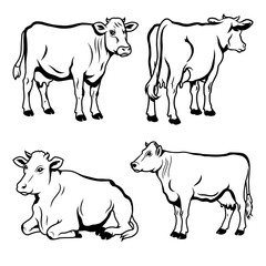Cow Line Art Vector Illustration Set
