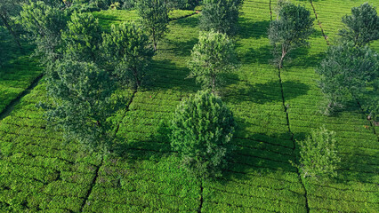 Aerial view of lush tea fields, organized rows, trees breaking the symmetry, sustainable farming scene.