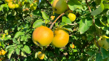 Branches of garden apple trees with green and red apples