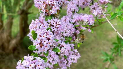 flowering branches of Buddleia alternifolius in the park garden