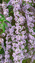 Fototapeta premium flowering branches of Buddleia alternifolius in the park garden