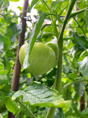 Green tomatoes on a branch in the garden