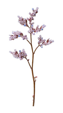 Dried Sea Lavender (Limonium) Isolated on Transparent Background &ndash; Cut Out Statice Wildflower