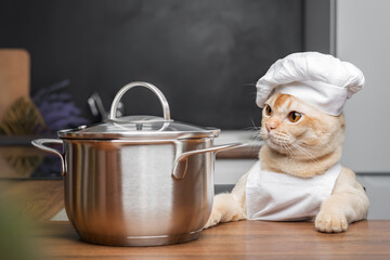 Burmese cat dressed as a chef with a saucepan in the kitchen.