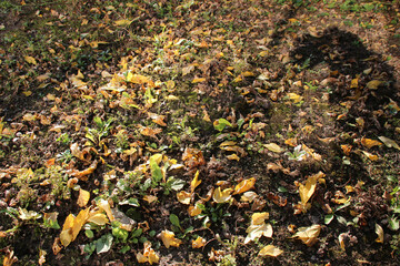 dead leaves in a garden in france 