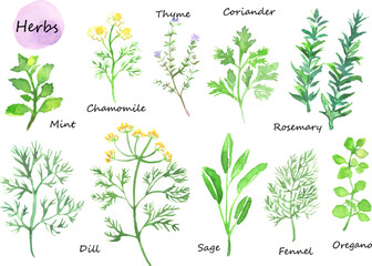 ハーブの水彩ベクターイラストセット