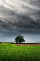 Storm clouds with rain over fields and a lone tree in the German town of Heiligenhaus, Bergisches Land region. A downpour is approaching. Dramatic rural landscape. Vertical view
