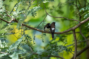Two dark-feathered munia birds, possibly white-rumped, perch closely on a slender branch amidst vibrant green foliage. One bird shows distinctive white plumage on its underside.