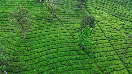 Beautiful tea plantation fields with lush green rows and trees, ideal for eco agriculture, organic farming, sustainable tourism, and nature themes.