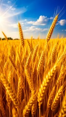 Golden wheat stalks ripening under a bright blue sky with fluffy white clouds, bathed in warm sunlight, symbolizing abundance and harvest season