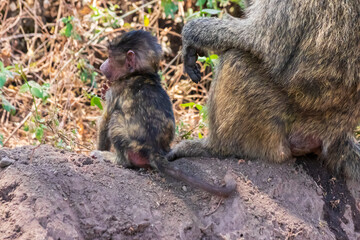 Olive baboon (Papio anubis), also called the Anubis baboon, with a baby in Lake Manyara National Park in Tanzania