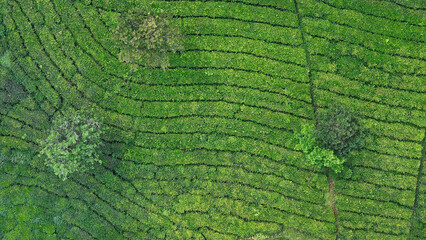 Scenic tea plantation landscape with rows of green bushes and tall trees, symbolizing agriculture, organic farming, and eco tourism.