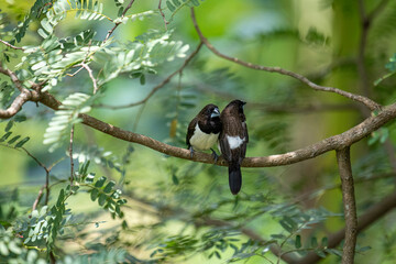Two dark-feathered munia birds, possibly white-rumped, perch closely on a slender branch amidst vibrant green foliage. One bird shows distinctive white plumage on its underside.