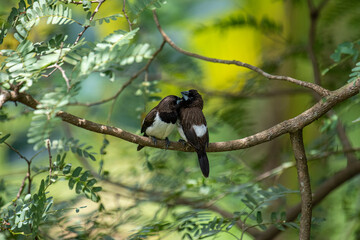 Two dark-feathered munia birds, possibly white-rumped, perch closely on a slender branch amidst vibrant green foliage. One bird shows distinctive white plumage on its underside.