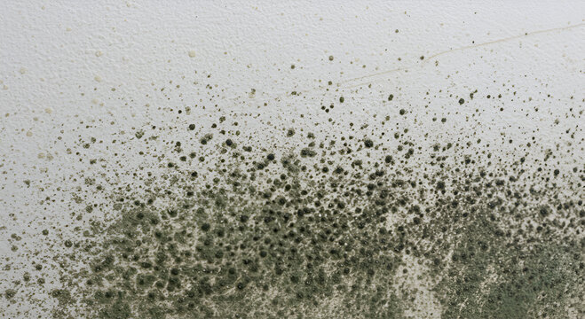 A textured surface shows scattered dark specks, possibly mold or dirt, on a light-grey background.