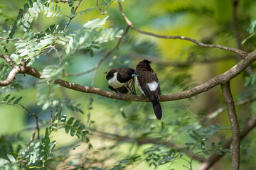 Two dark-feathered munia birds, possibly white-rumped, perch closely on a slender branch amidst vibrant green foliage. One bird shows distinctive white plumage on its underside.