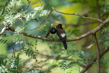 Two dark-feathered munia birds, possibly white-rumped, perch closely on a slender branch amidst vibrant green foliage. One bird shows distinctive white plumage on its underside.