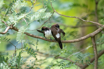 Two dark-feathered munia birds, possibly white-rumped, perch closely on a slender branch amidst vibrant green foliage. One bird shows distinctive white plumage on its underside.