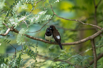 Two dark-feathered munia birds, possibly white-rumped, perch closely on a slender branch amidst vibrant green foliage. One bird shows distinctive white plumage on its underside.