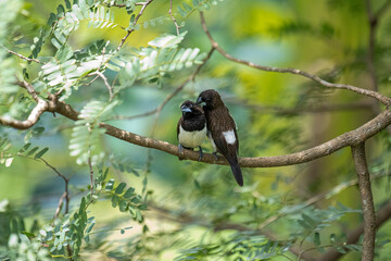 Two dark-feathered munia birds, possibly white-rumped, perch closely on a slender branch amidst vibrant green foliage. One bird shows distinctive white plumage on its underside.
