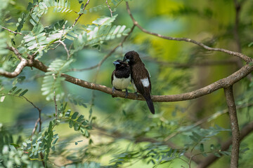 Two dark-feathered munia birds, possibly white-rumped, perch closely on a slender branch amidst vibrant green foliage. One bird shows distinctive white plumage on its underside.