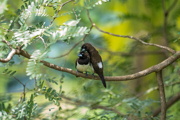 Two dark-feathered munia birds, possibly white-rumped, perch closely on a slender branch amidst vibrant green foliage. One bird shows distinctive white plumage on its underside.