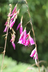 Les magnifiques jardins de Malahide avec leurs fleurs colorées, près de Dublin