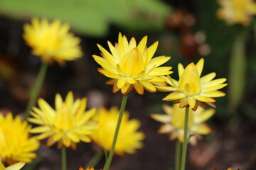 Les magnifiques jardins de Malahide avec leurs fleurs colorées, près de Dublin