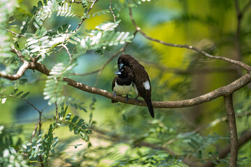 Two dark-feathered munia birds, possibly white-rumped, perch closely on a slender branch amidst vibrant green foliage. One bird shows distinctive white plumage on its underside.