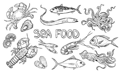 PrintHand drawn seafood vector illustration.  Sea bass, tuna, lobster, crab, oyster, mussel, squid and octopus. Sea food retro line art.