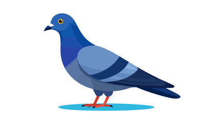 A simple vector illustration of a common blue pigeon. Side view of a cartoon city bird standing, isolated on a white background