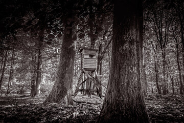 Hochsitz im Wald. Als Schwarz Wei&szlig; Aufnahme.