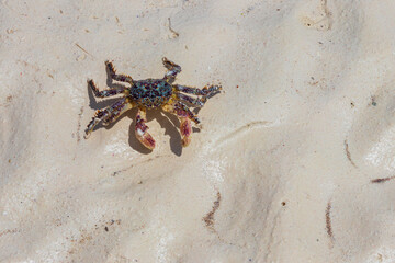 Cute crab at the white sand beach by the ocean