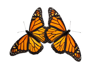 Obraz premium Top View of Monarch Butterflies with Spread Wings, Colorful Insects, Isolated PNG Object”