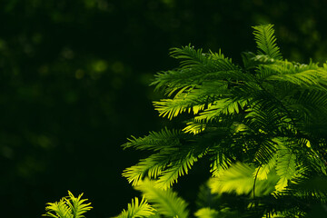 Fototapeta premium leaves under the sunlight
