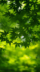 Fototapeta premium leaves under the sunlight