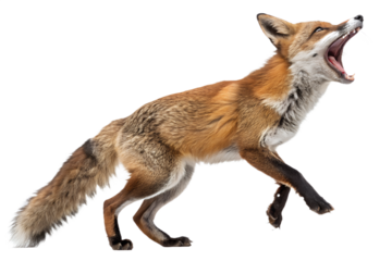 Funny Screaming Fox PNG –  Transparent Background, High Resolution