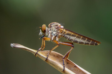The picture features a robber fly or Robber Fly (Family Asilidae), most likely from the genus Ommatius. 