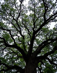 Obraz premium Majestic Tree Canopy: Intertwined Branches and Green Leaves