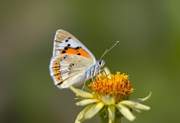 Fototapeta premium Delicate Butterfly on Yellow Wildflower, Macro Photography