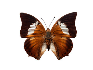 butterfly Charases borneensis  isolated on white background