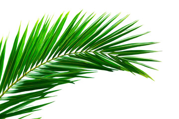 Obraz premium Natural palm branch isolated on transparent background. Tropical green palm leaf cut out for summer design elements. PNG file