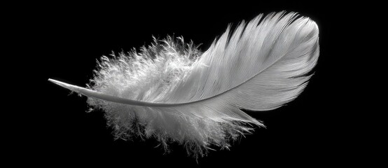 Obraz premium Delicate white feather against black background (2)