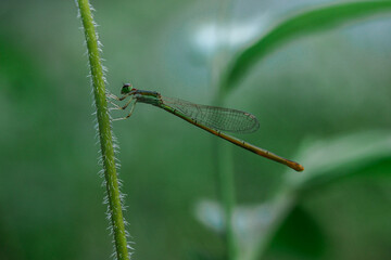 dragonfly on a green leaf