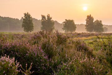Wahner Heather, Bergisches Land, North Rhine Westphalia, Germany