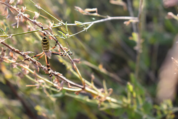 Spider in the grass
