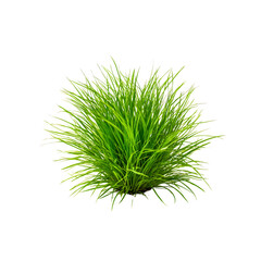 A vibrant green clump of grass isolated on a white background, showcasing its natural texture and form.