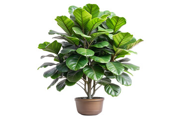 Fiddle leaf fig tree in a pot bringing greenery to indoor spaces for a fresh and lively atmosphere all year round space, fresh, atmosphere, botanical, overpot, nature, interior, design, decorative, ae