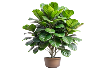 Fiddle leaf fig tree in a pot bringing greenery to indoor spaces for a fresh and lively atmosphere all year round space, fresh, atmosphere, botanical, overpot, nature, interior, design, decorative, ae