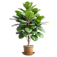 Artificial fiddle leaf fig tree in a modern pot placed in a bright interior space creating a vibrant and inviting atmosphere pot, contemporary, office, ideas, lifelike, faux, aesthetic, bright, space,